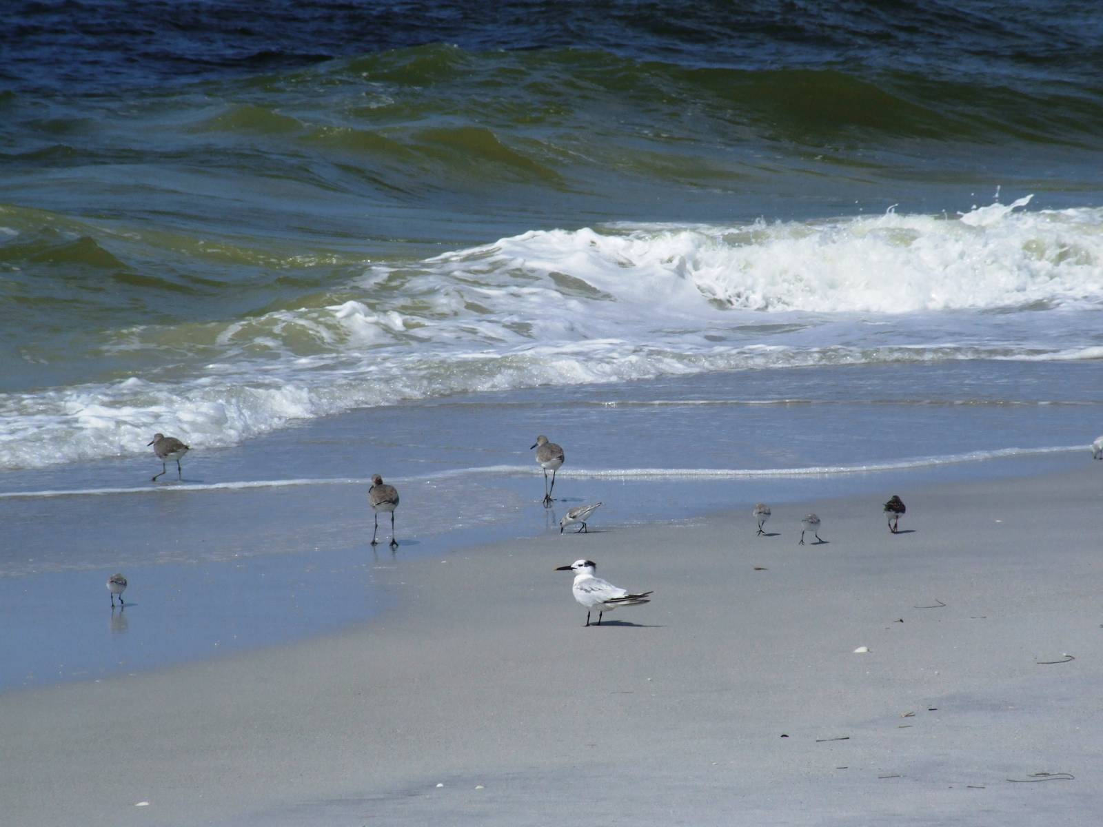 Birds on the Beach, Cayo Costa, October 2013