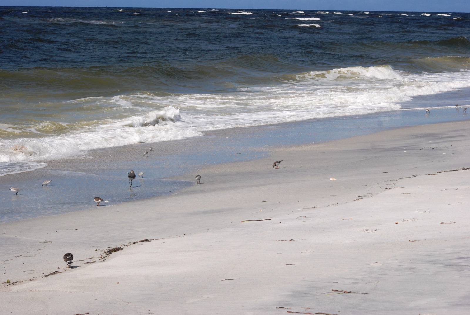 Birds on the Beach, Cayo Costa, October 2013