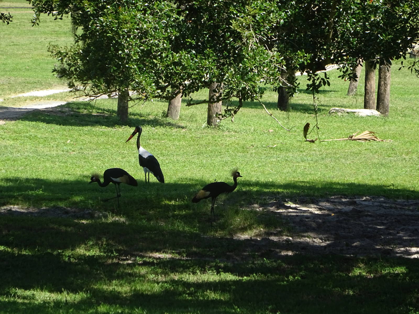Birds on the Serengeti Plain at Busch Gardens Tampa