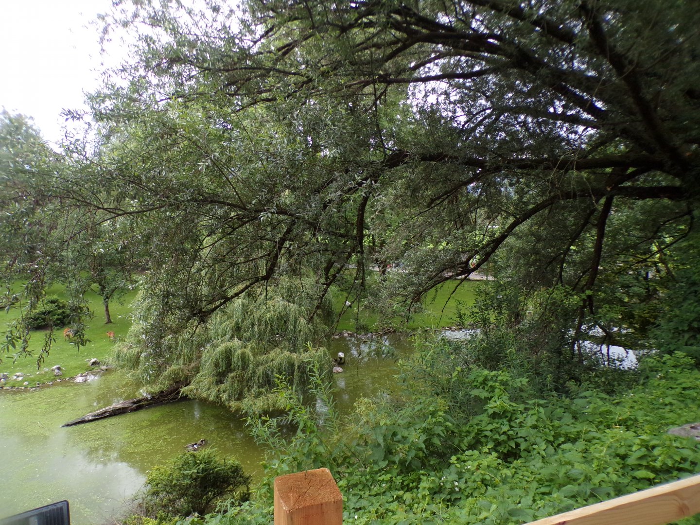 Birds Park enclosure 13.7.25