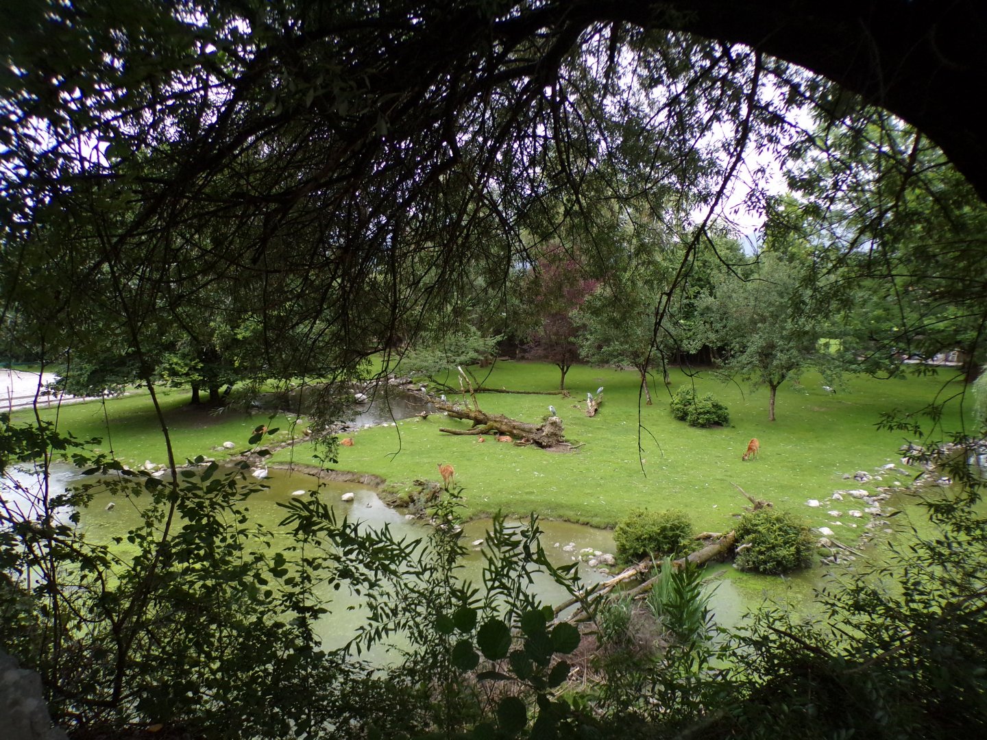 Birds Park enclosure 13.7.25