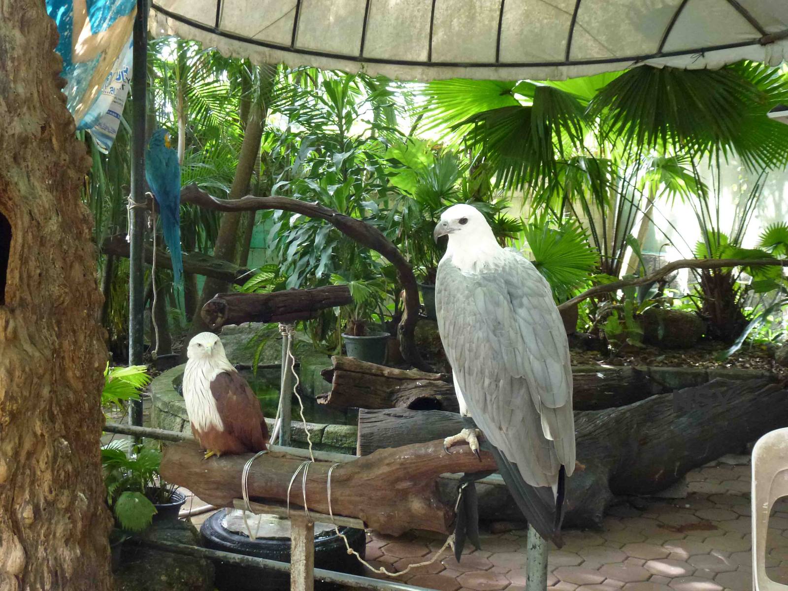 Birds - photo props, June 2013.