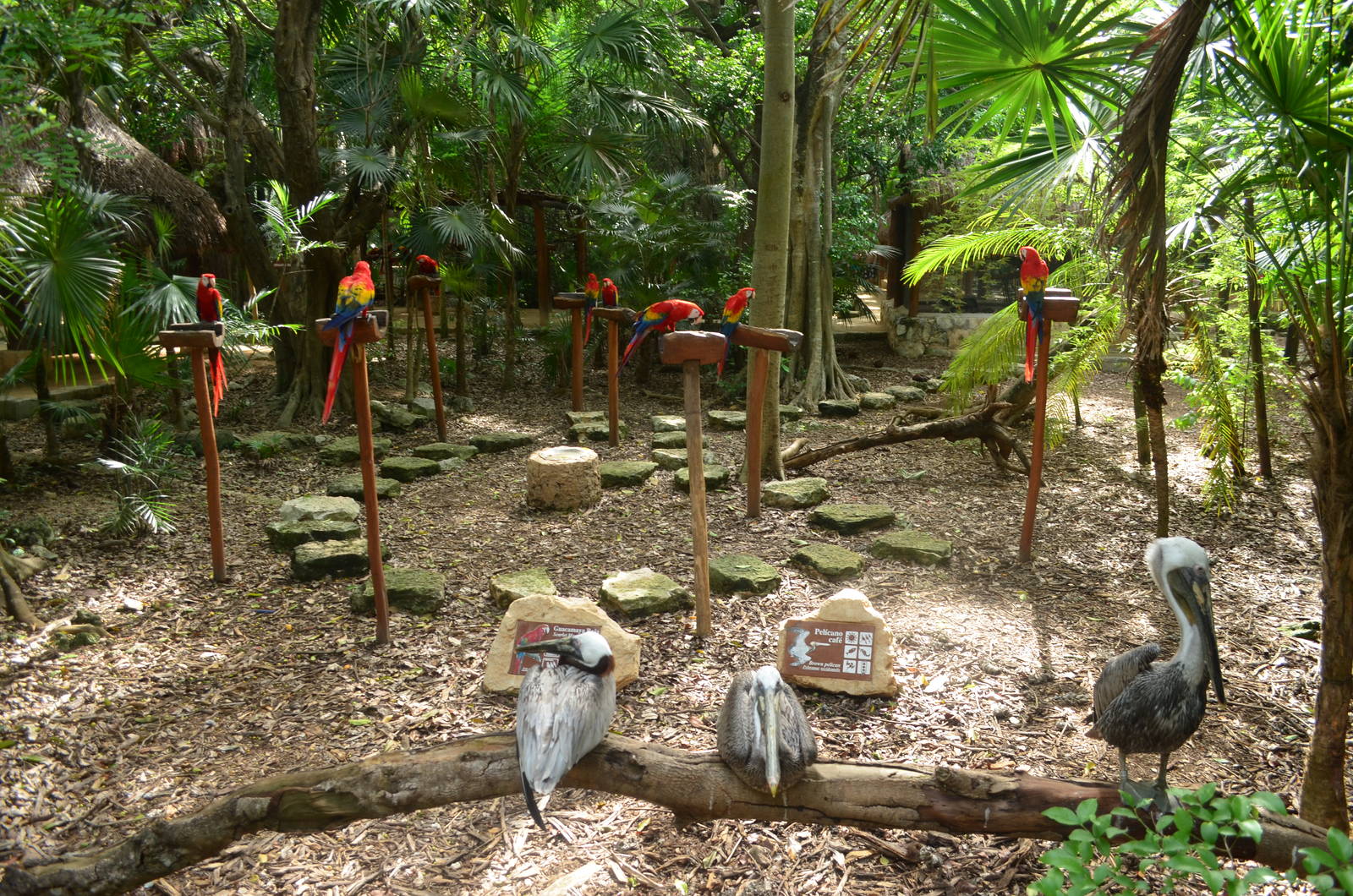 Birds, Scarlet macaws and Brown pelicans