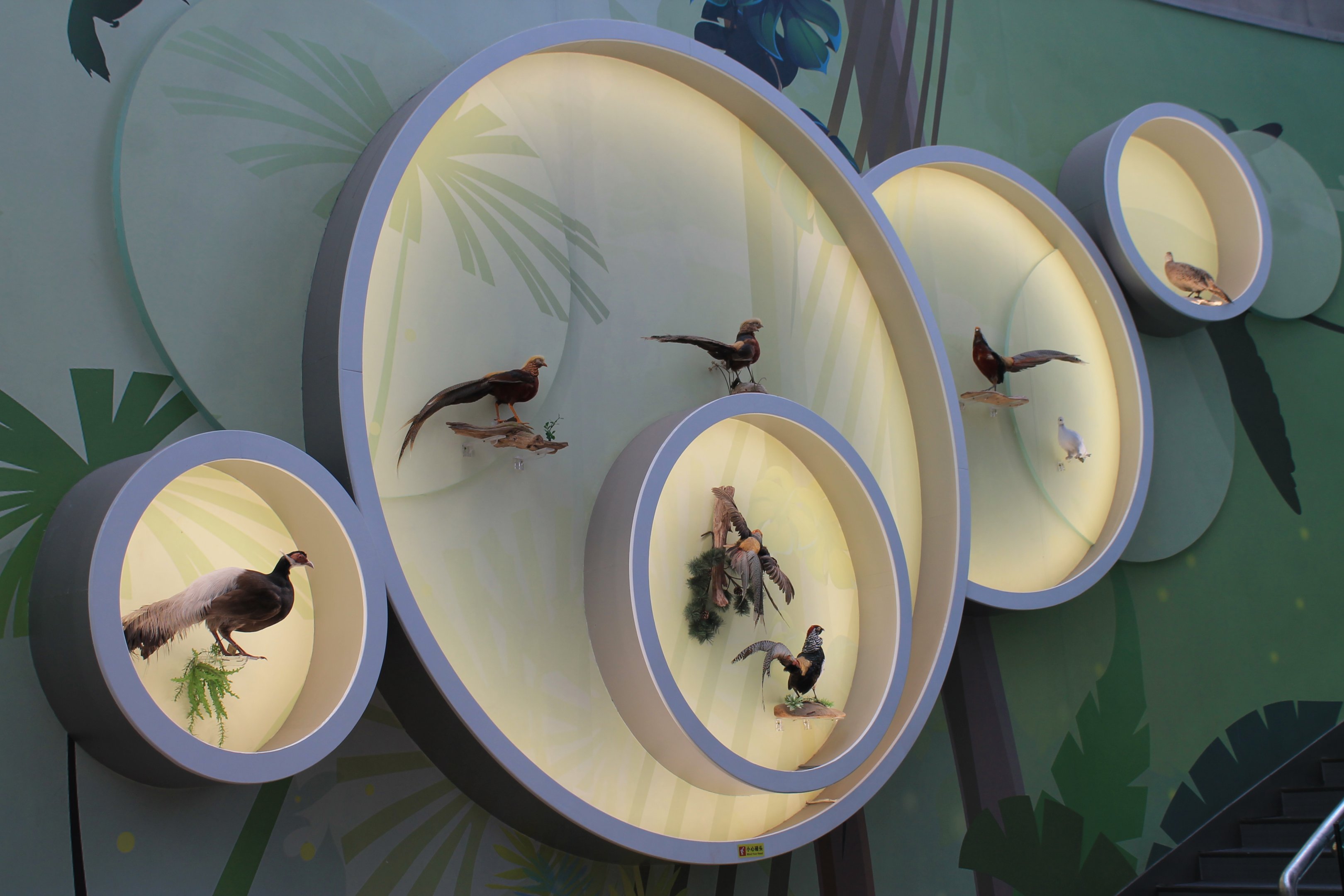 Birds - Shaanxi Nature Museum