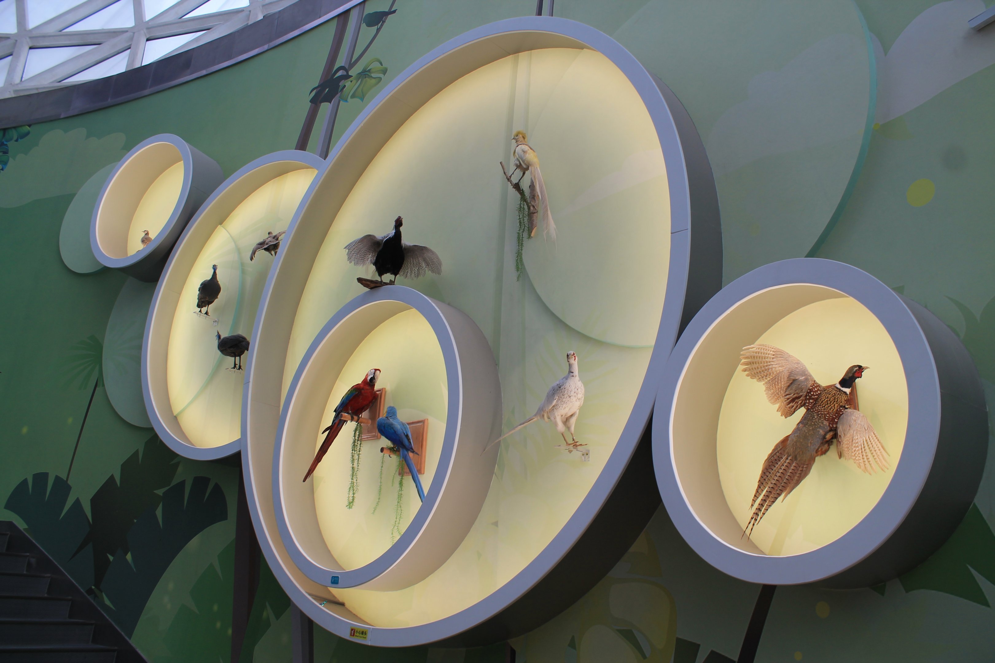 Birds - Shaanxi Nature Museum