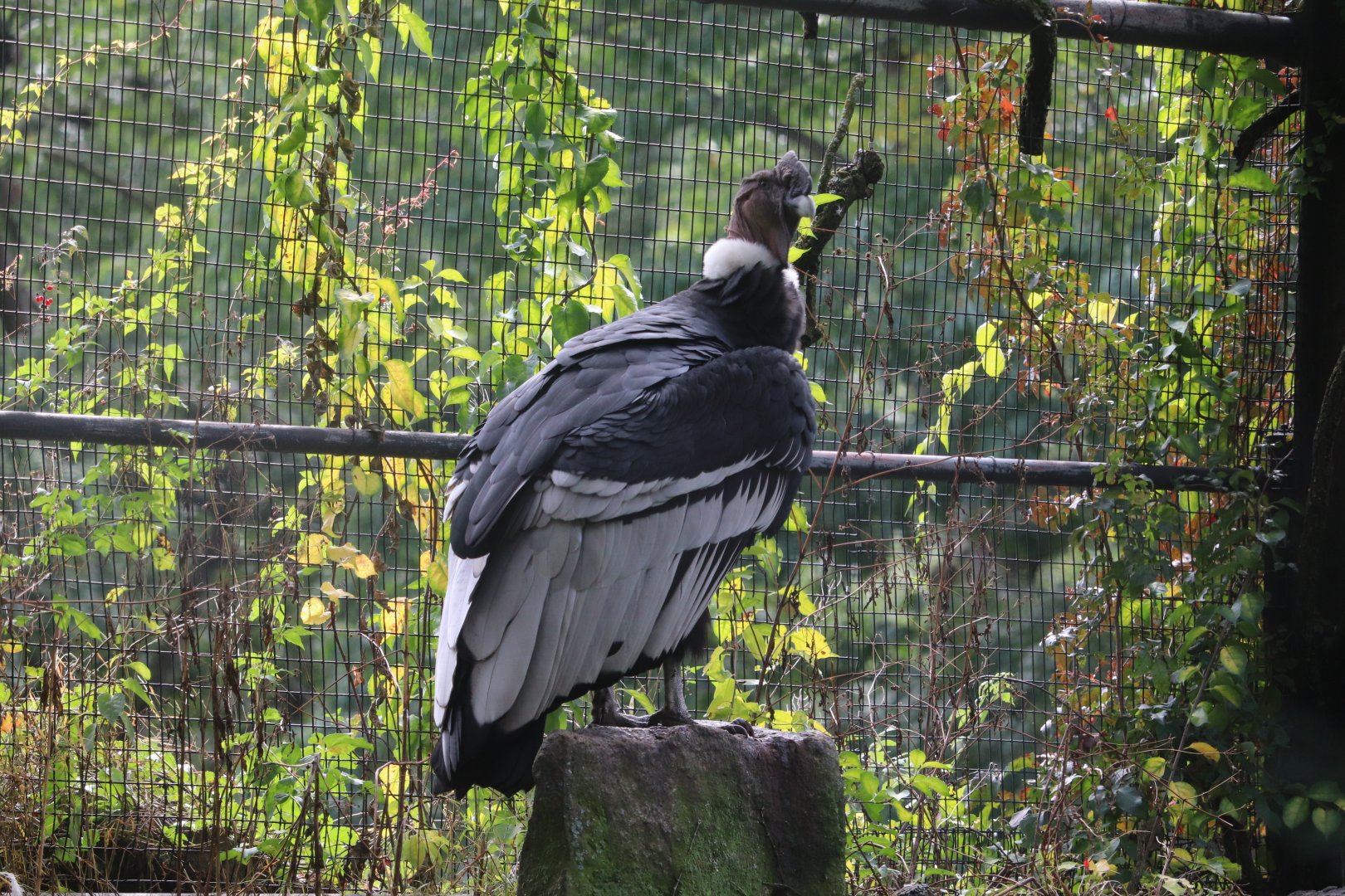 Birds World - Andean Condor