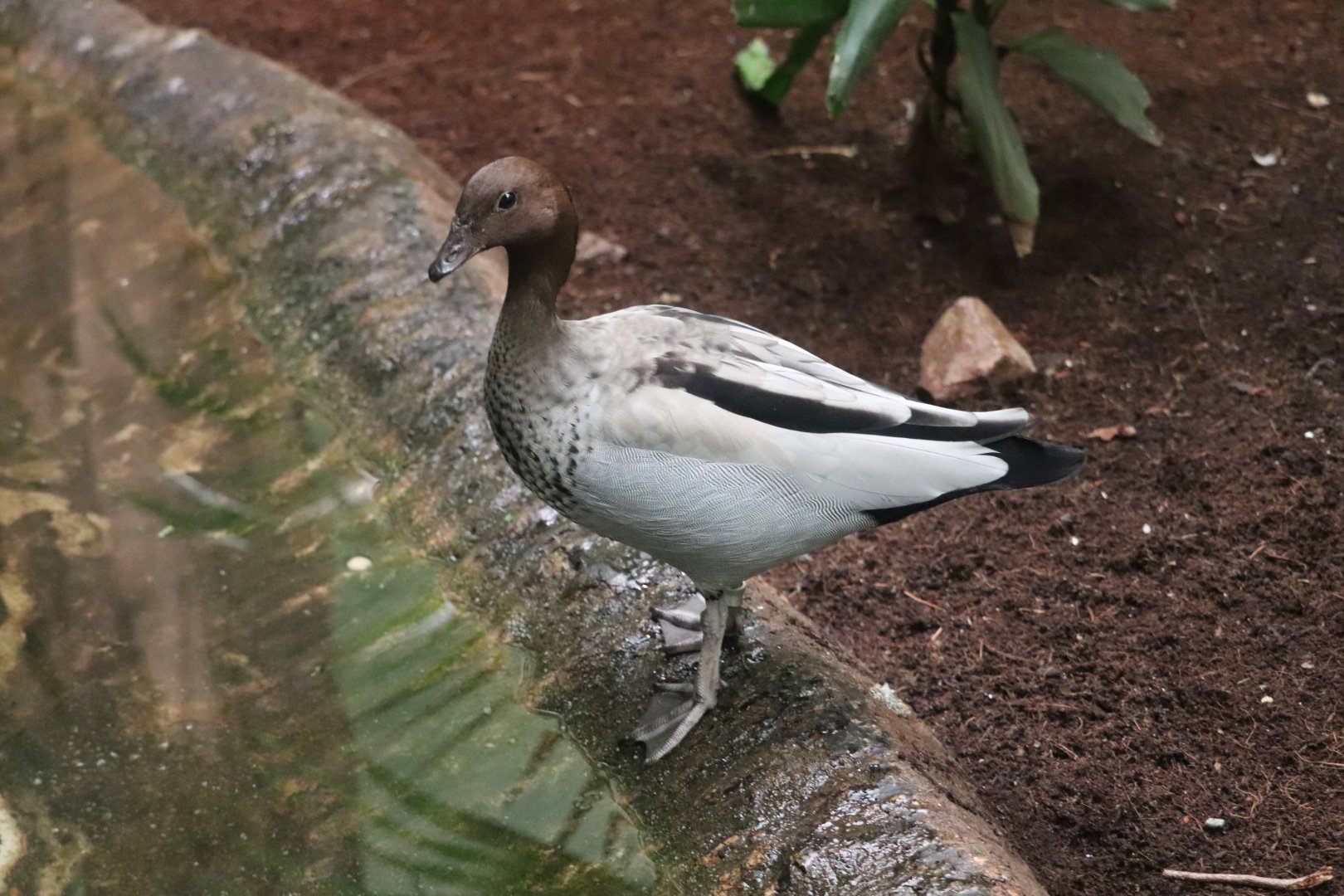 Bird's World - Australian Wood Duck