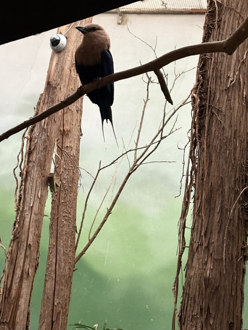 Bird’s World - Blue-bellied Roller