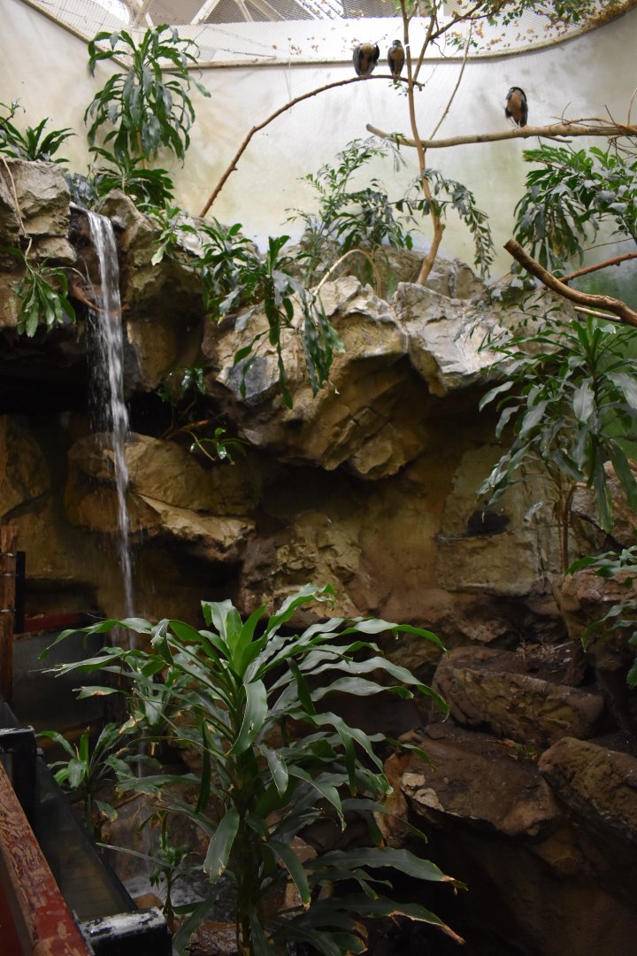 Bird's World - Boat-billed Heron/Bearded Barbet Exhibit