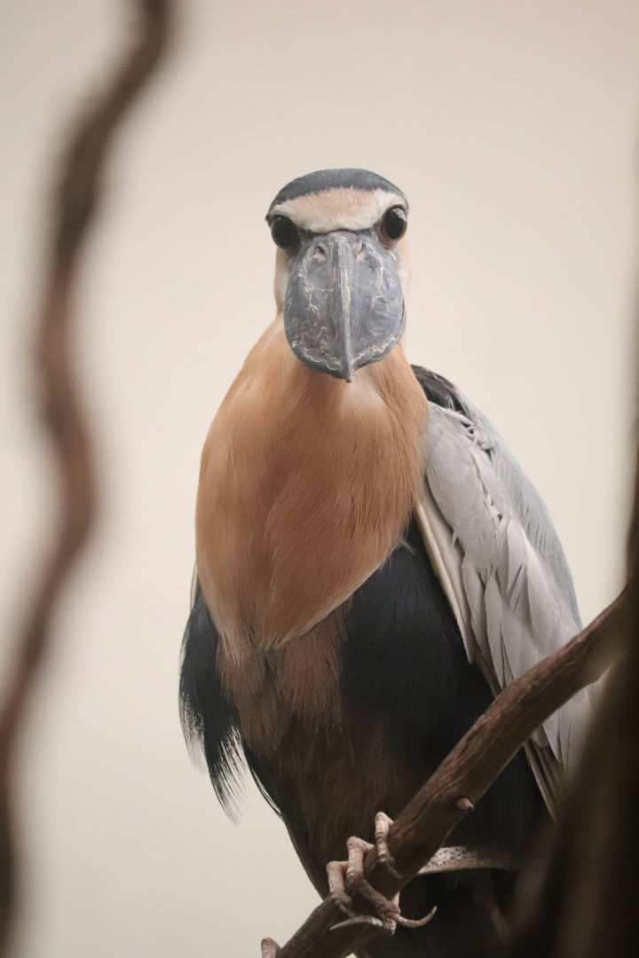 Bird's World - Boat-Billed Heron