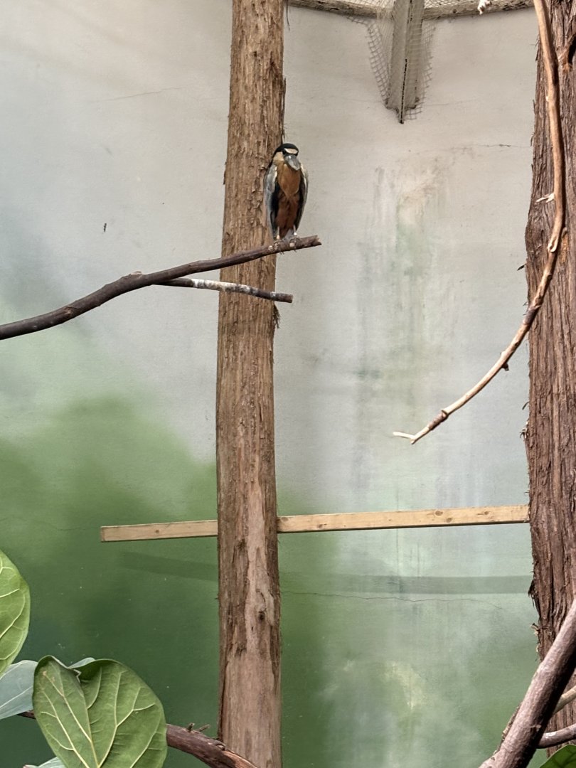 Bird’s World - Boat-billed Heron