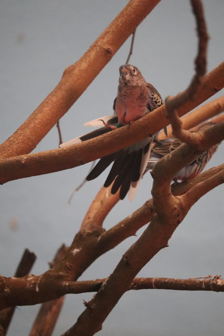 Bird's World - Bourke's Parrot