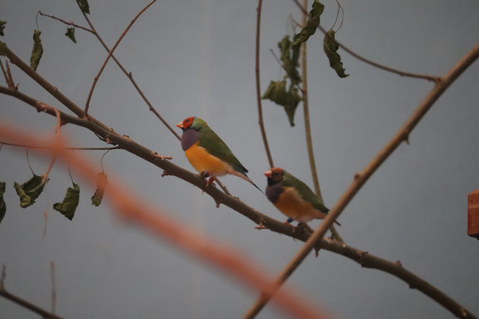 Bird's World - Gouldian Finch