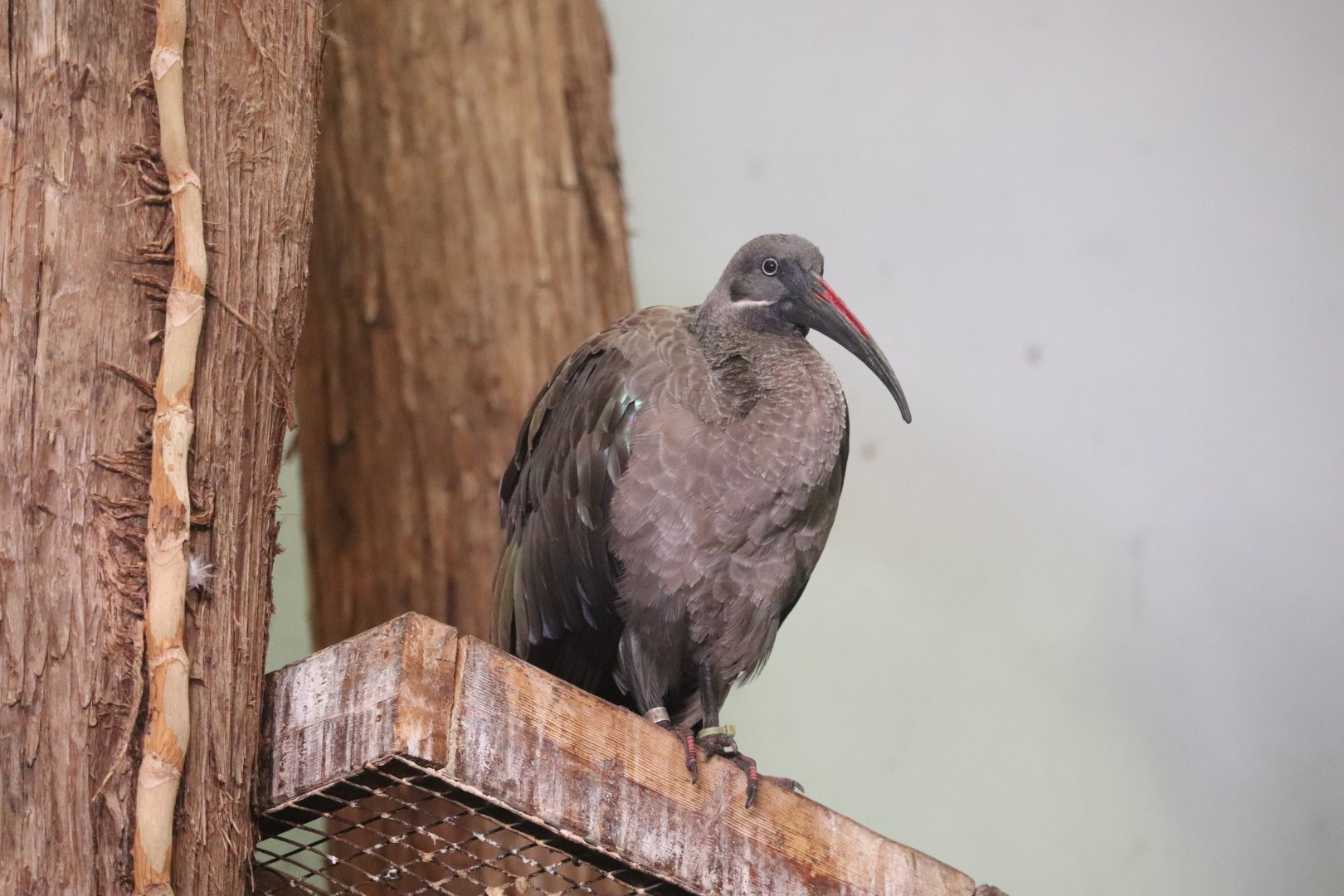 Birds World - Hadada Ibis