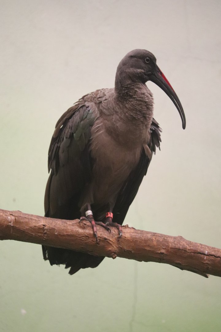 Bird's World - Hadada Ibis