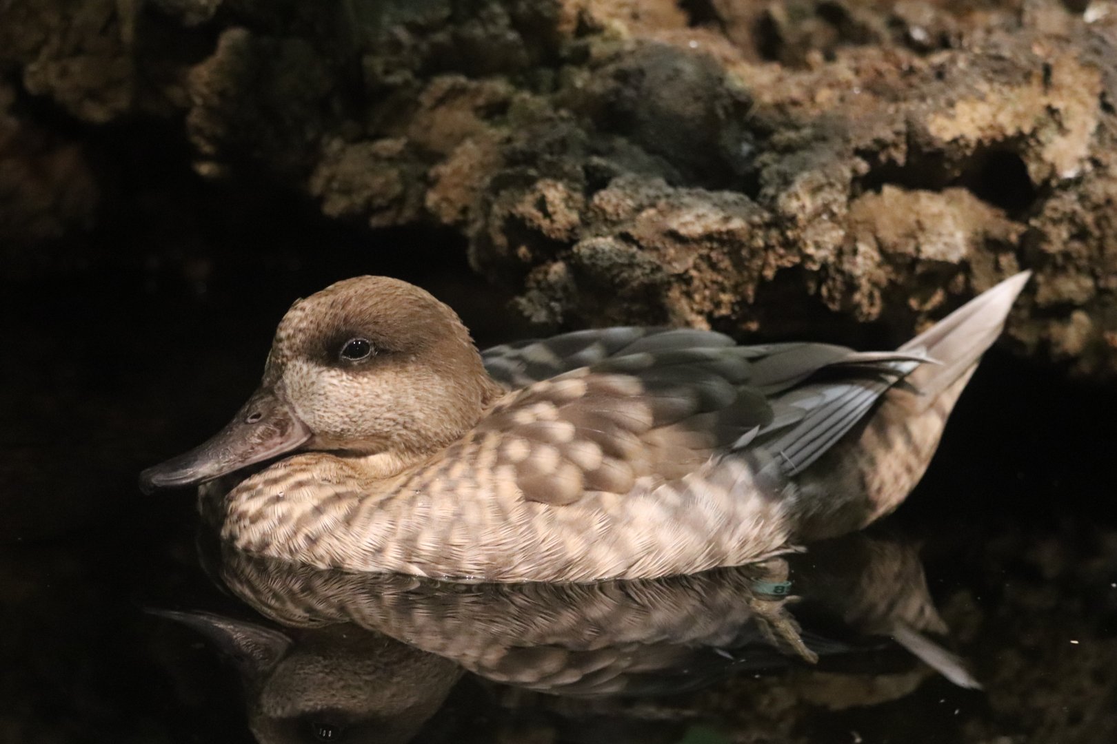 Bird's World - Marbled Teal