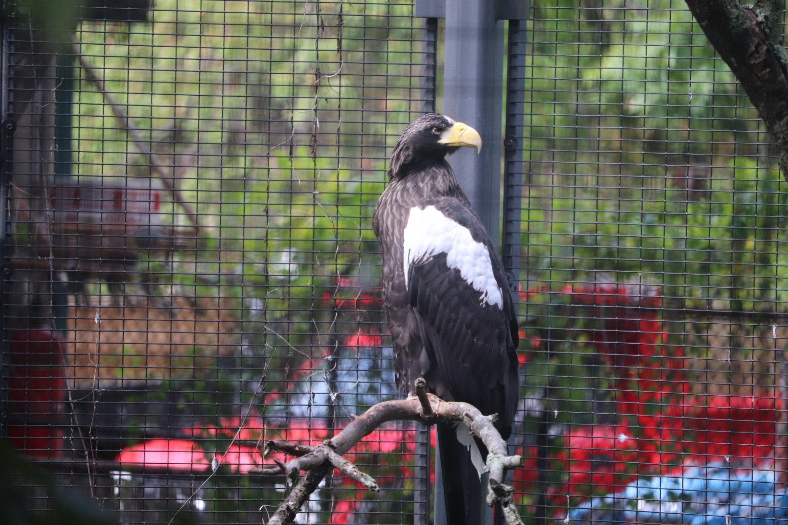 Birds World - Steller's Sea Eagle
