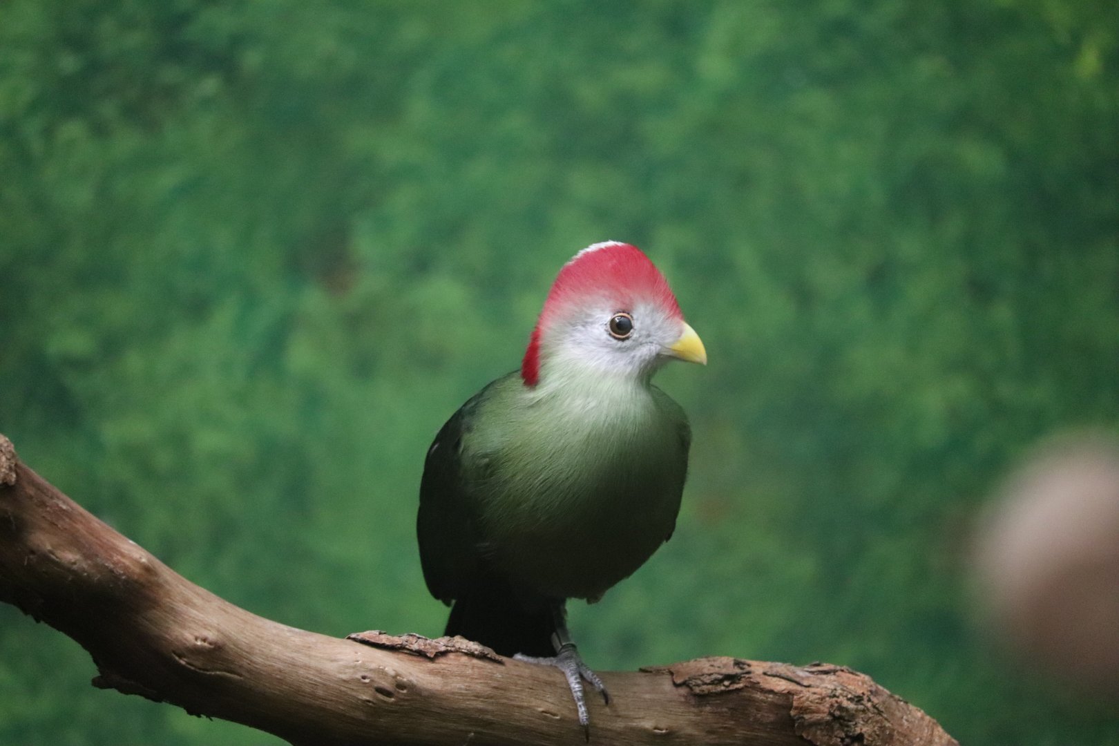 Birds World - (??)Turaco