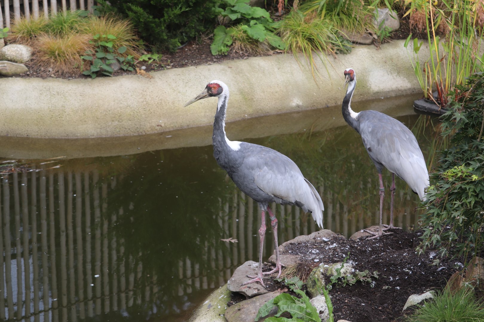Birds World - White-Naped Crane