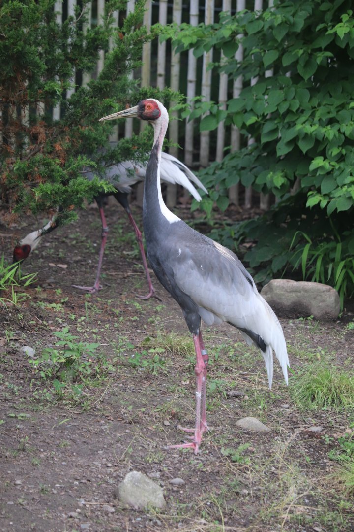 Bird's World - White-Naped Crane