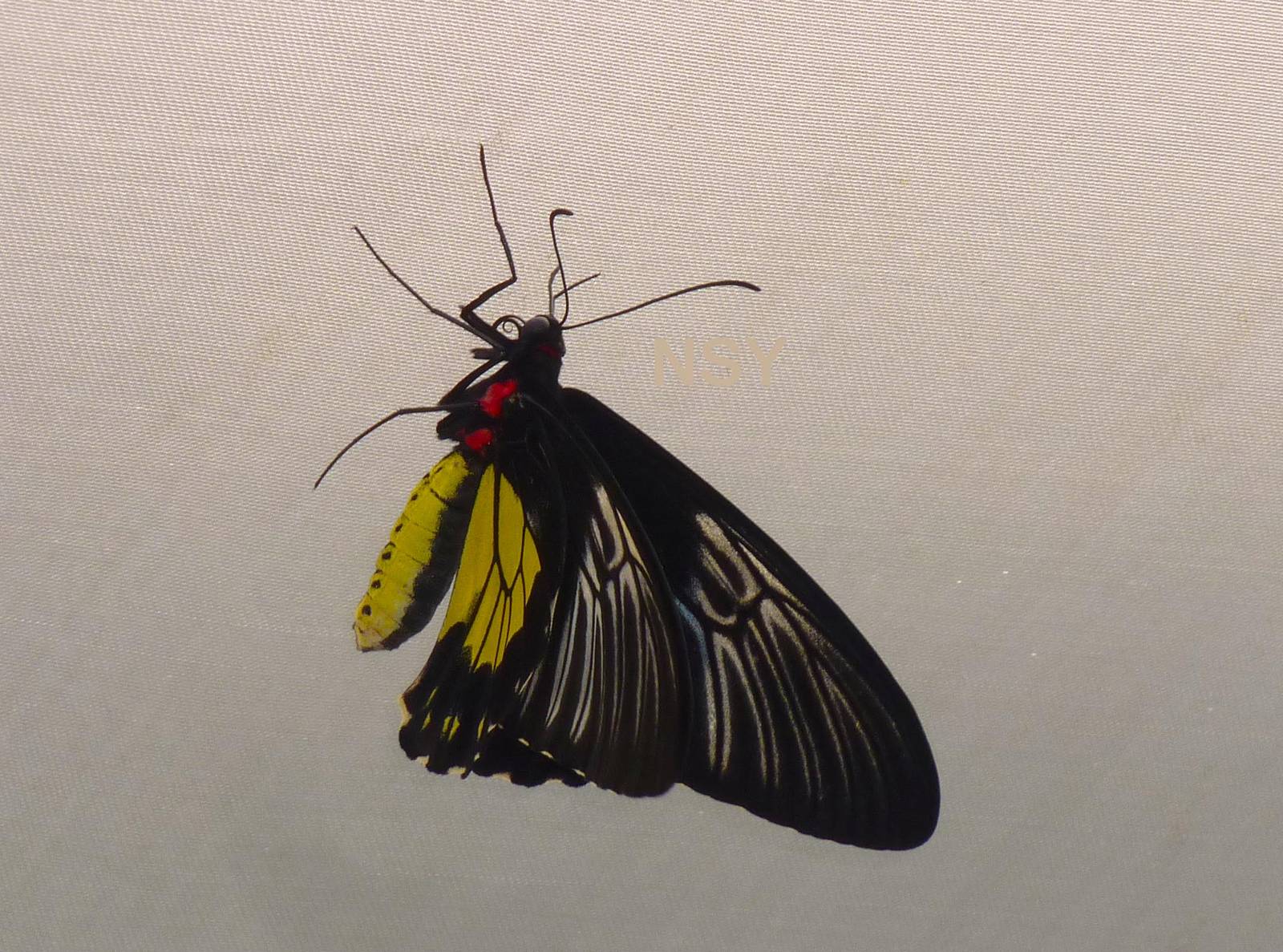 Birdwing, April 2013.