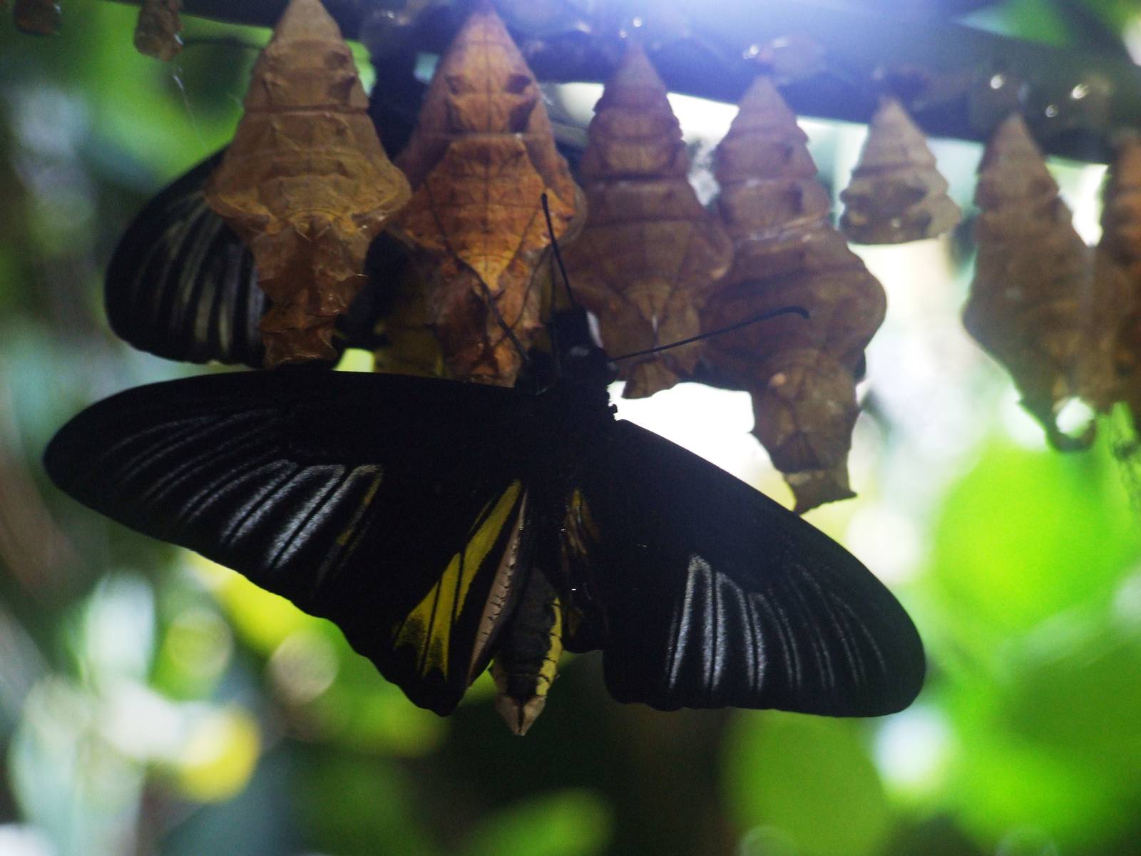 Birdwing at Vienna, 16/06/13