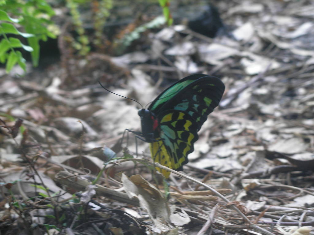 Birdwing Butterfly, Sydney Wildlife World