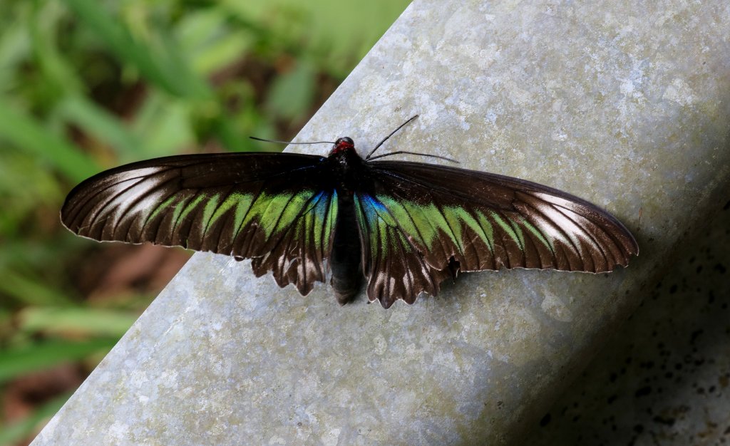 Birdwing Butterfly