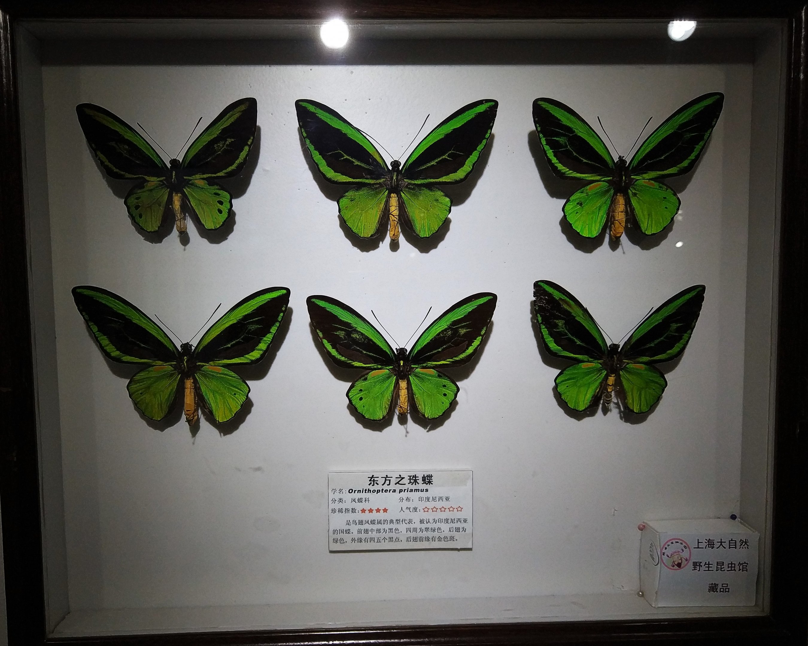 Birdwing Display