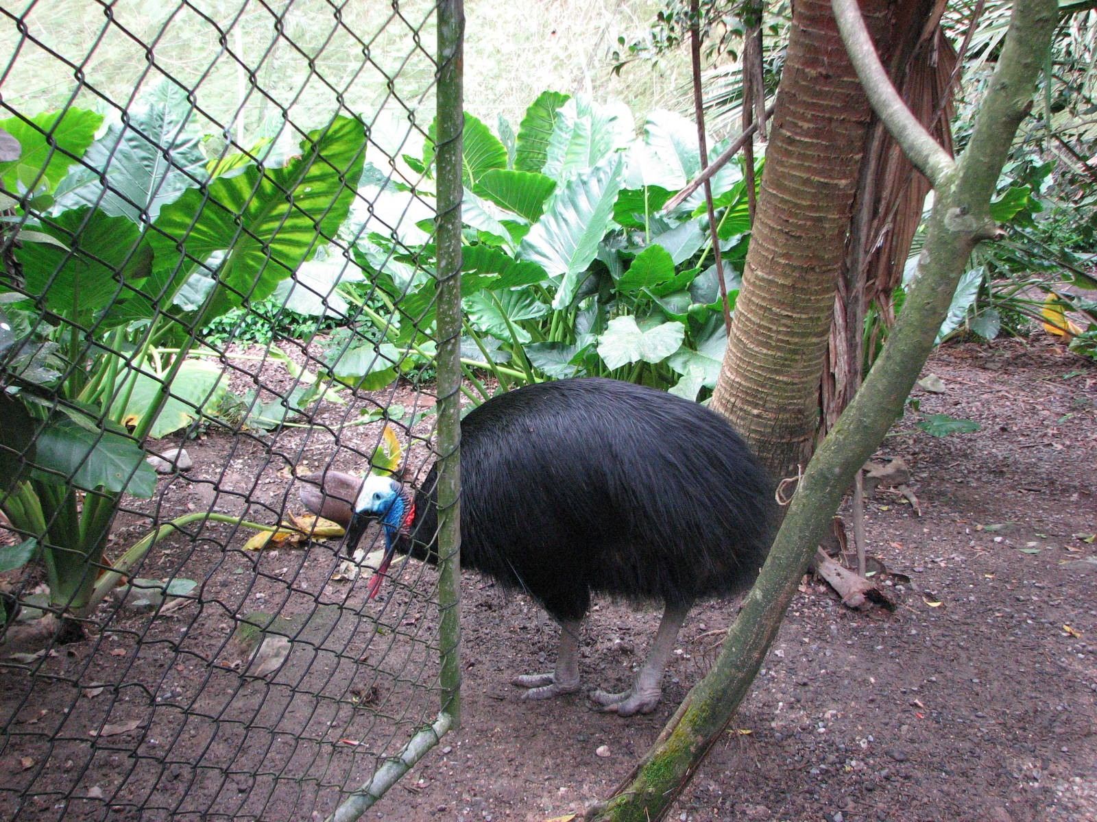 Birdworld Kuranda 2007 - Cassowary