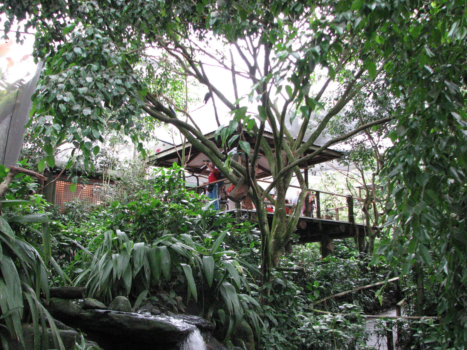 Birdworld Kuranda 2007 - Feeding platform from the Cassowary enclosure