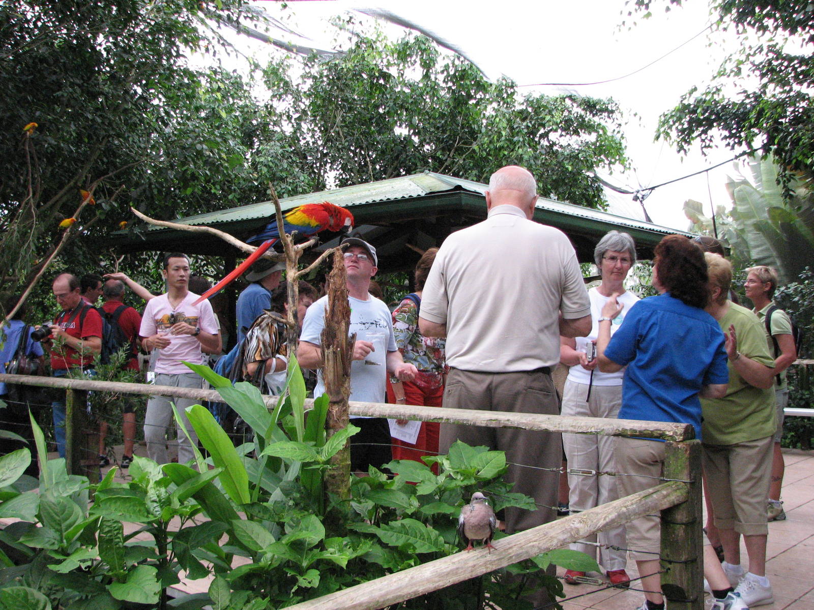 Birdworld Kuranda 2007 - Feeding platform