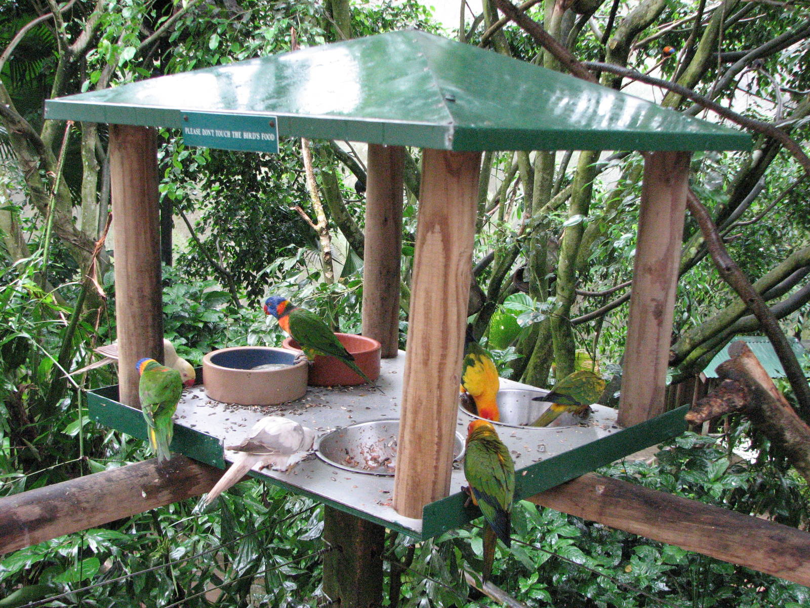 Birdworld Kuranda 2007 - Lorikeet feeding station