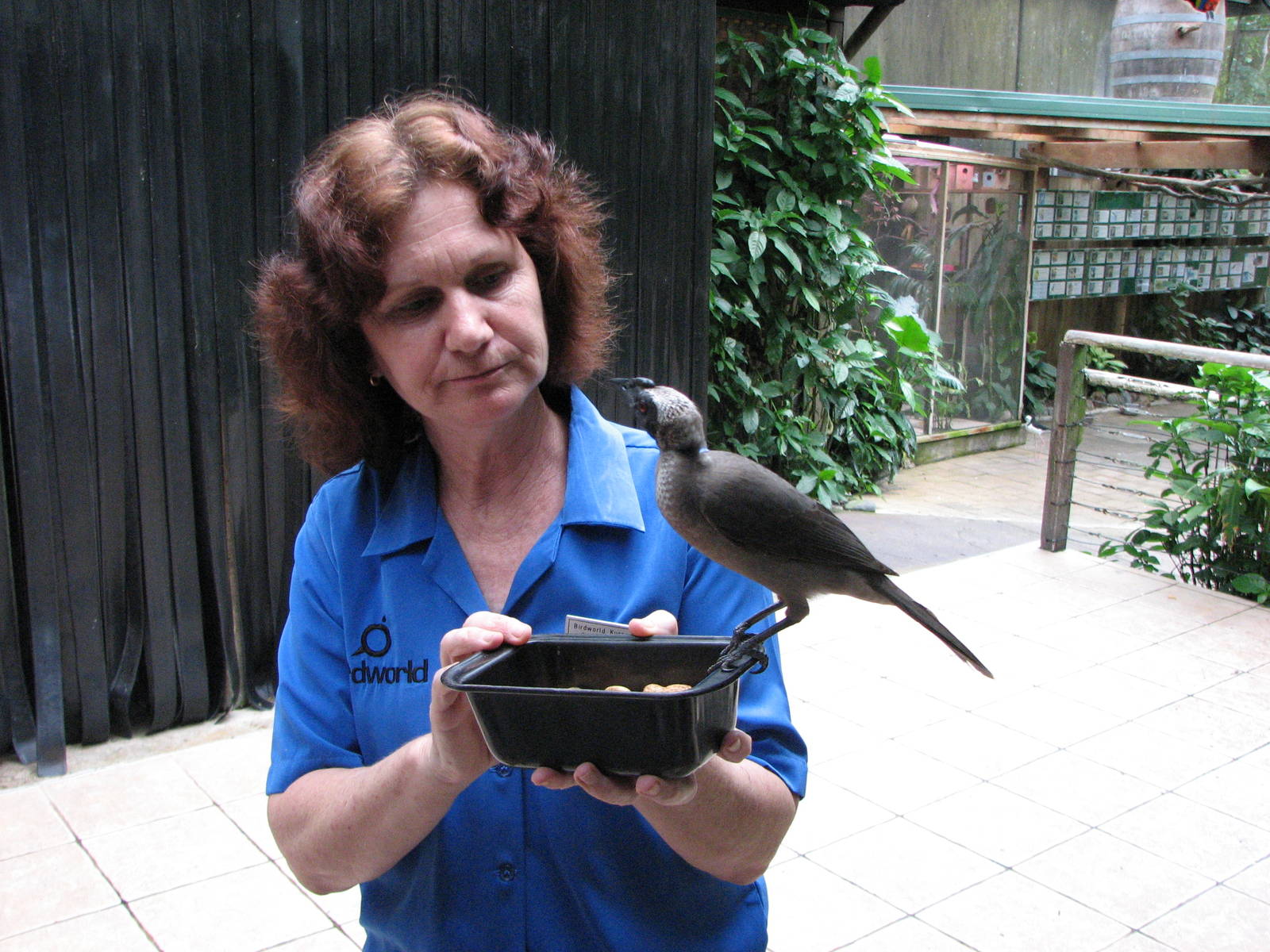 Birdworld Kuranda 2007 - Tour guide and a Helmeted Friar Bird