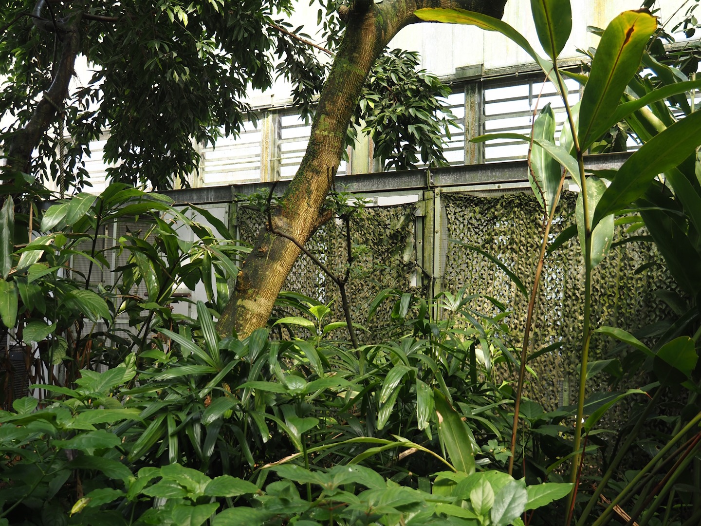 Birdy Bush - Off-show bird exhibits, 2024-06-23