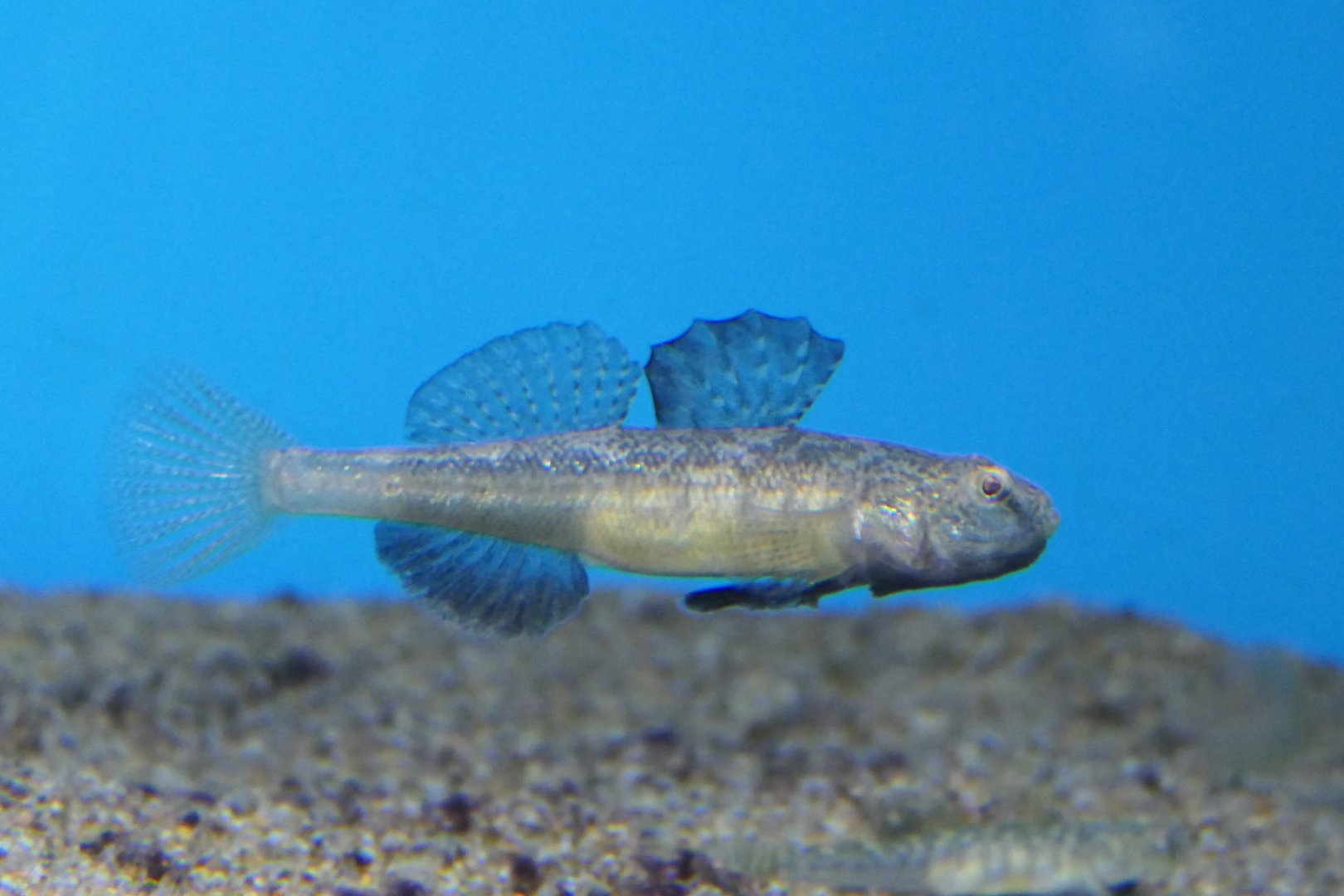Biringo (Gymnogobius breunigii)