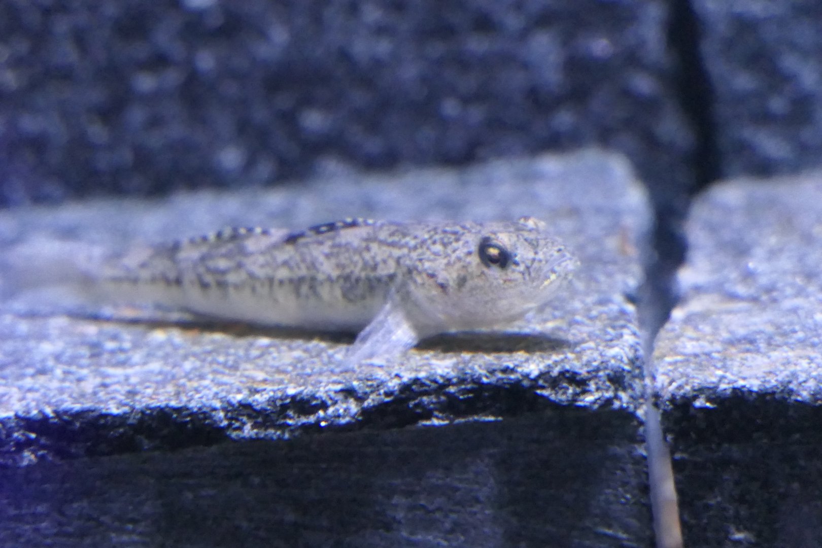 Biringo (Gymnogobius breunigii)