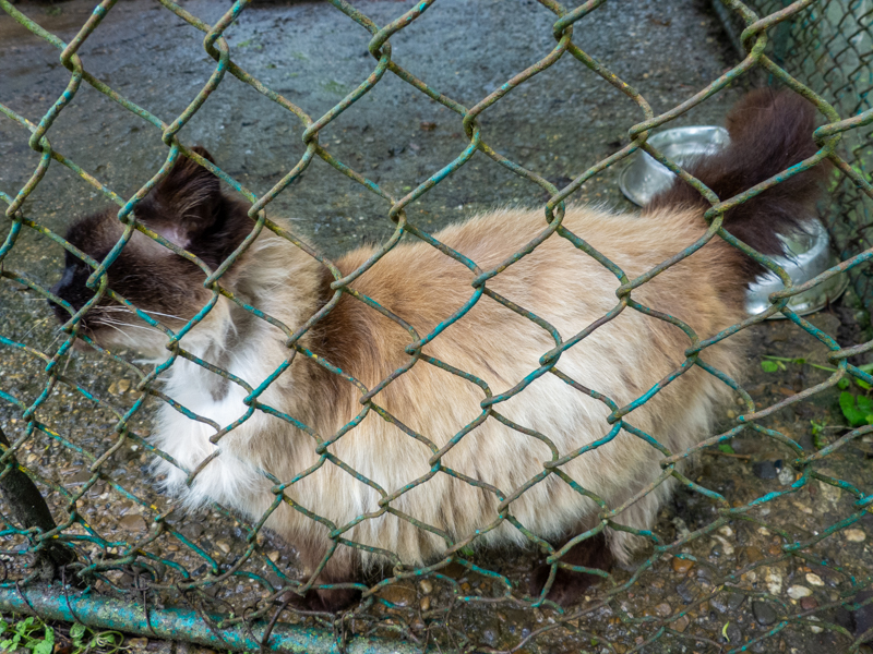 Birman / Felis catus