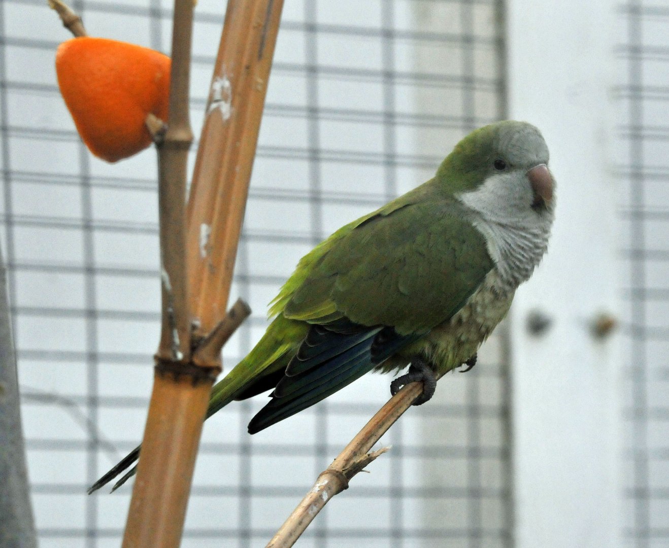 BIRMINGHAM BOTANICAL GARDENS ID OF SPECIES PLEASE