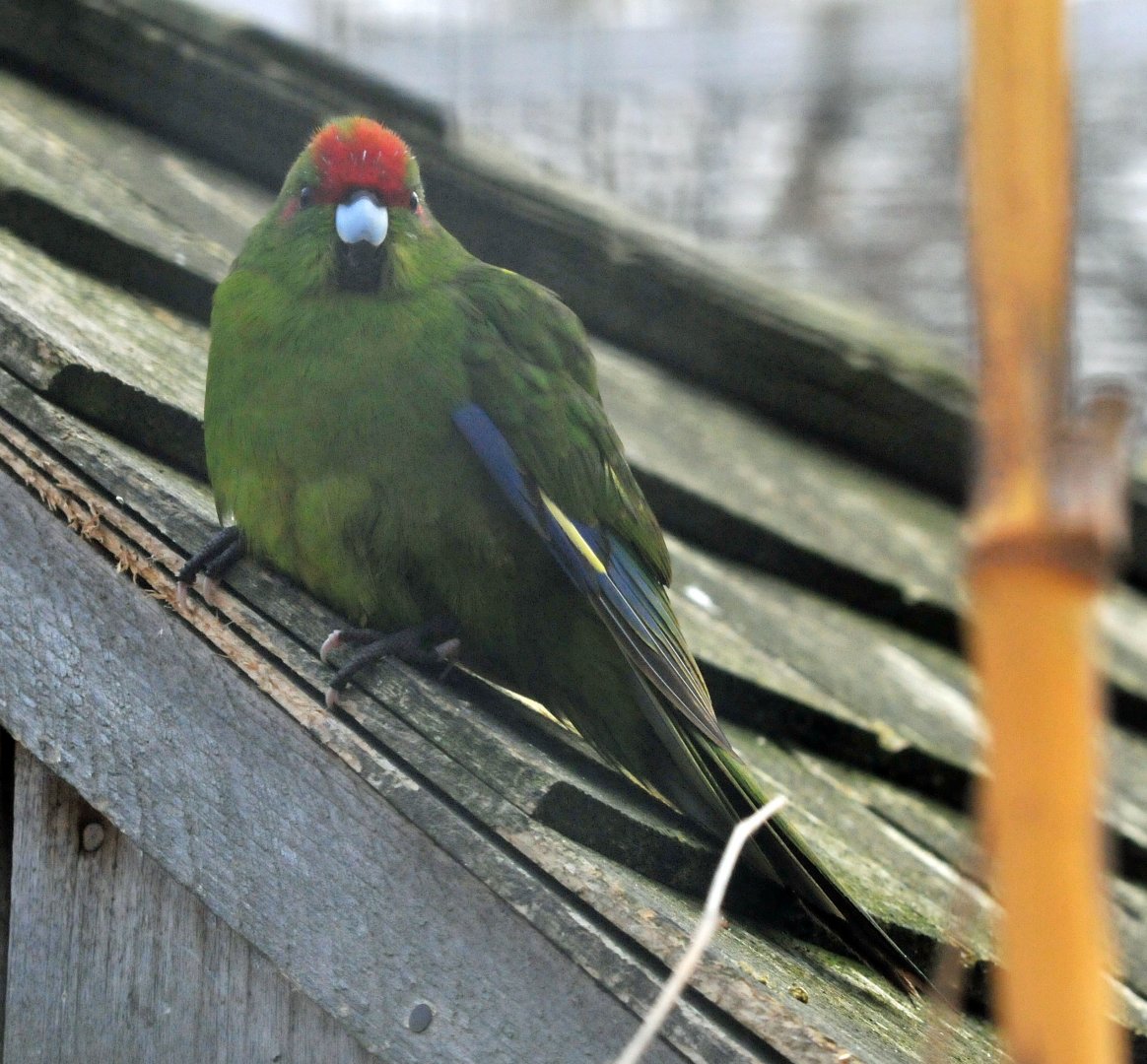 BIRMINGHAM BOTANICAL GARDENS ID OF SPECIES PLEASE