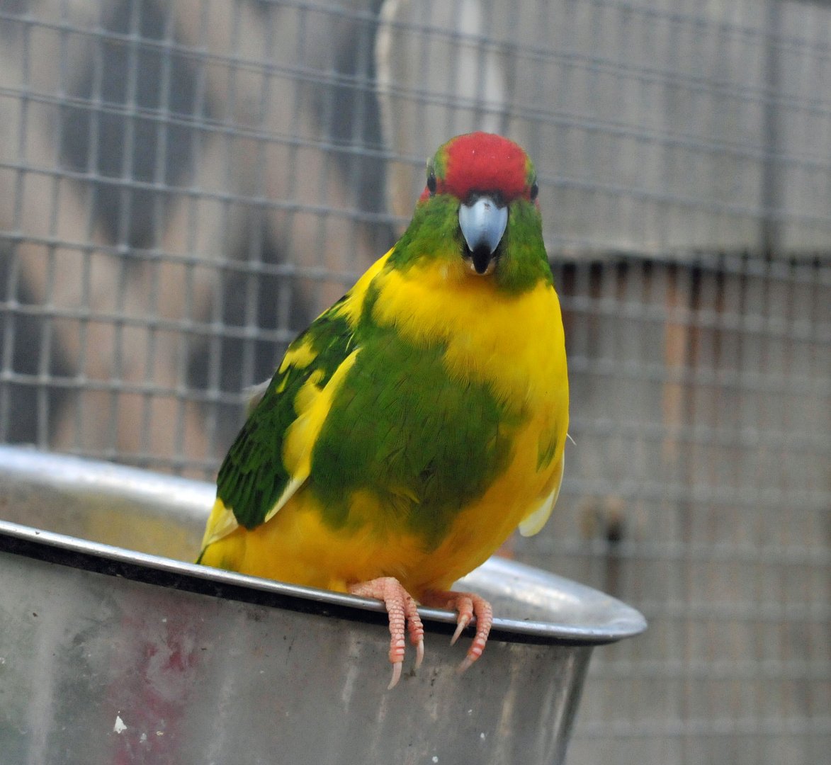 BIRMINGHAM BOTANICAL GARDENS ID OF SPECIES PLEASE