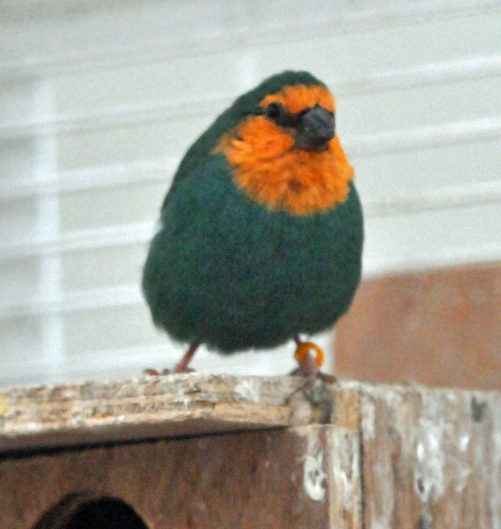 BIRMINGHAM BOTANICAL GARDENS ID OF SPECIES PLEASE