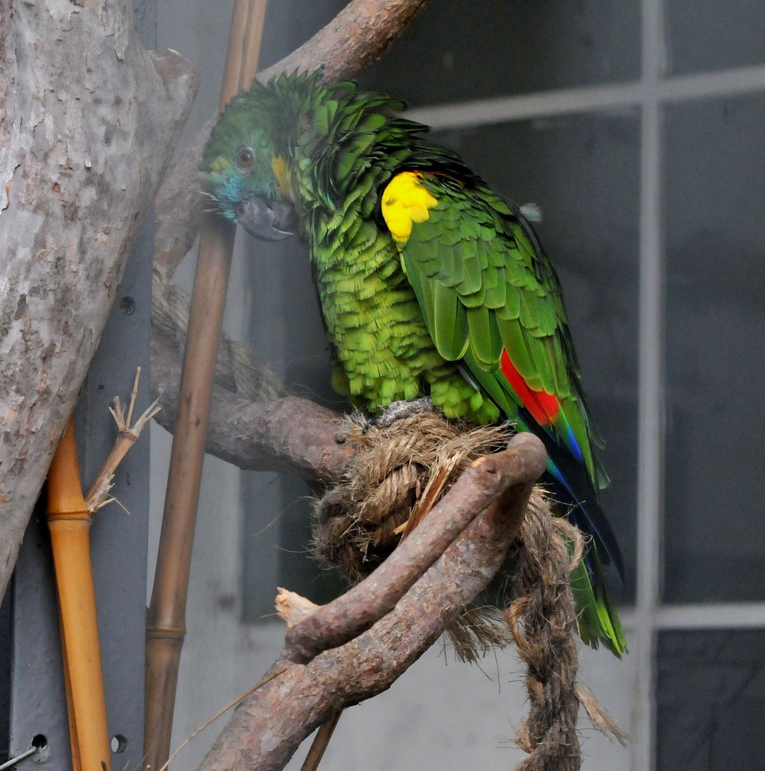 BIRMINGHAM BOTANICAL GARDENS ID OF SPECIES PLEASE