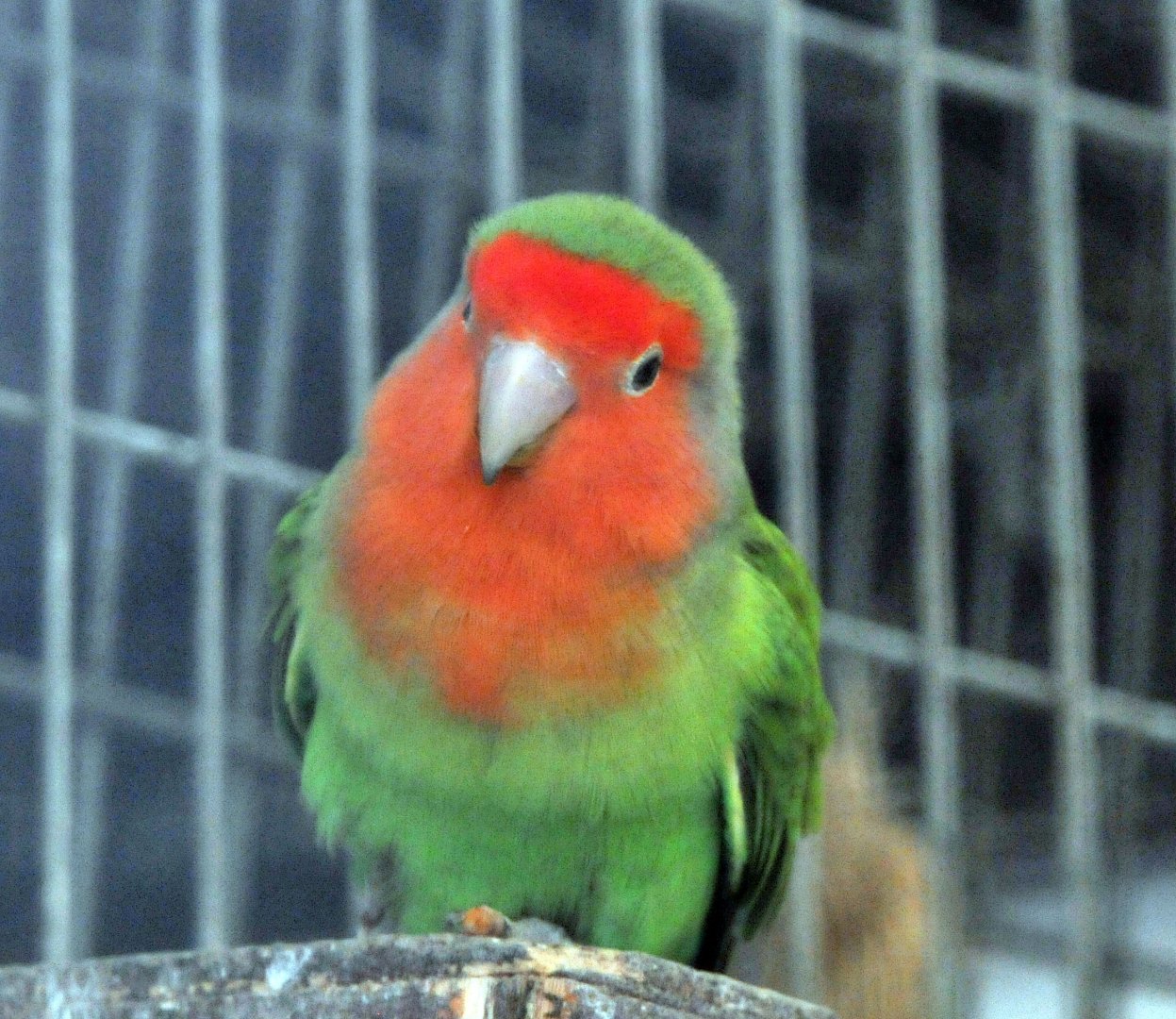 BIRMINGHAM BOTANICAL GARDENS ID OF SPECIES PLEASE