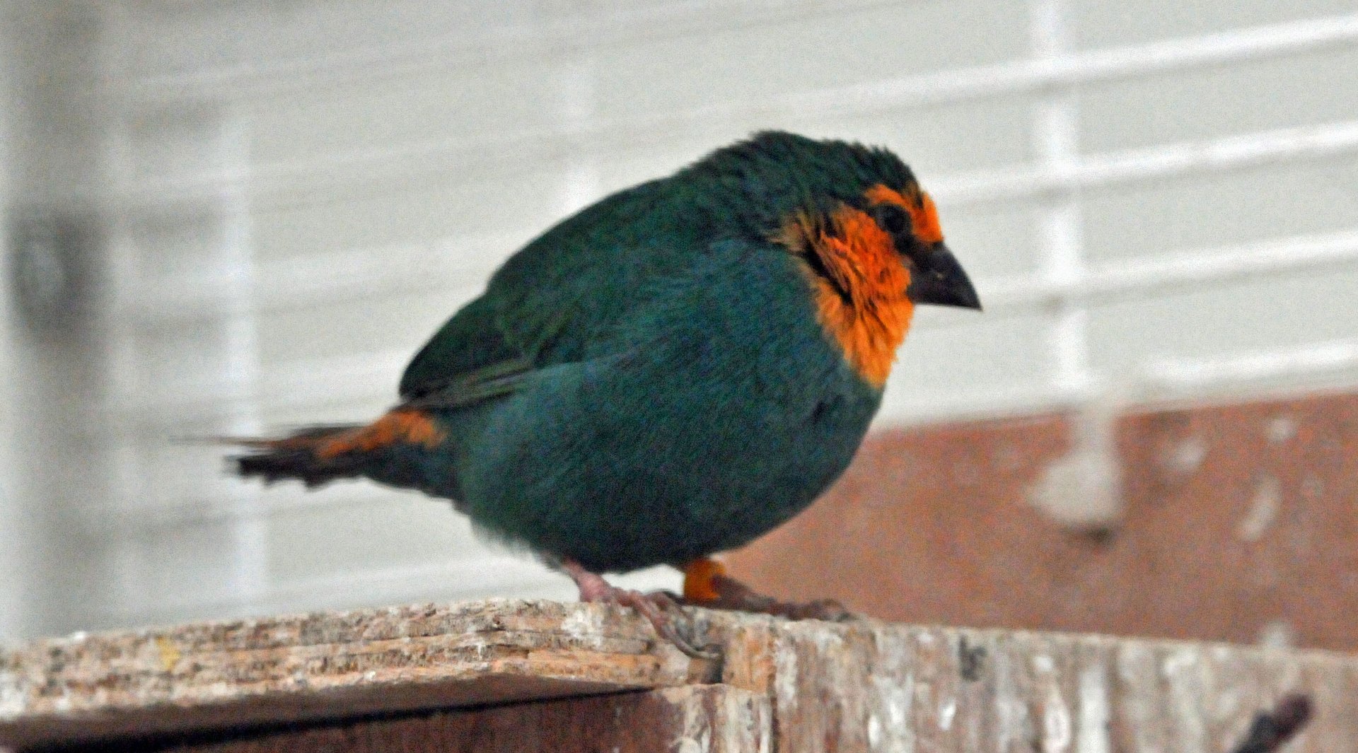 BIRMINGHAM BOTANICAL GARDENS ID OF SPECIES PLEASE