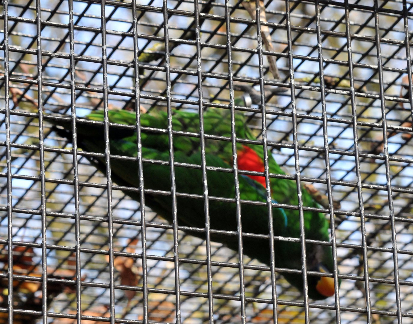 BIRMINGHAM BOTANICAL GARDENS SPECIES ID PLEASE? (NOT A GOOD PHOTOGRAPH I KNOW