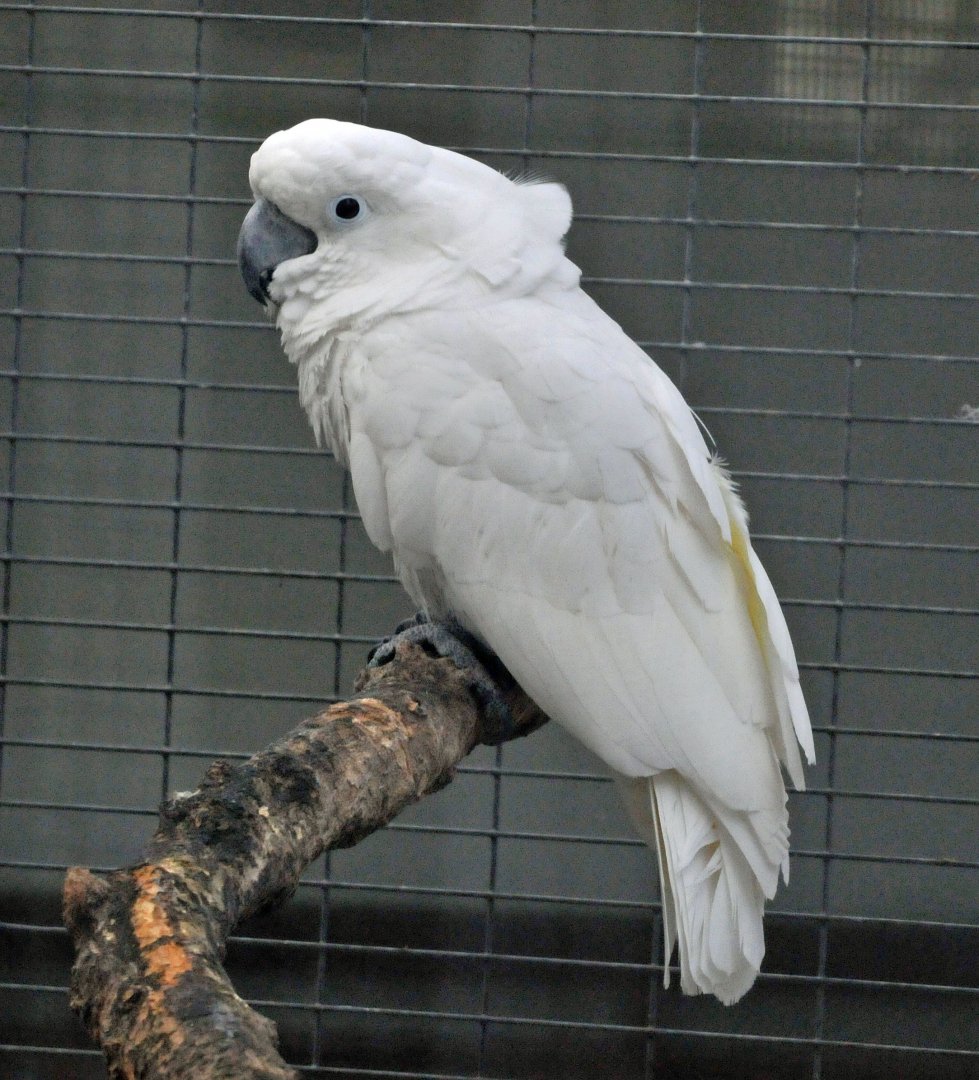 BIRMINGHAM BOTANICAL GARDENS SPECIES ID PLEASE?