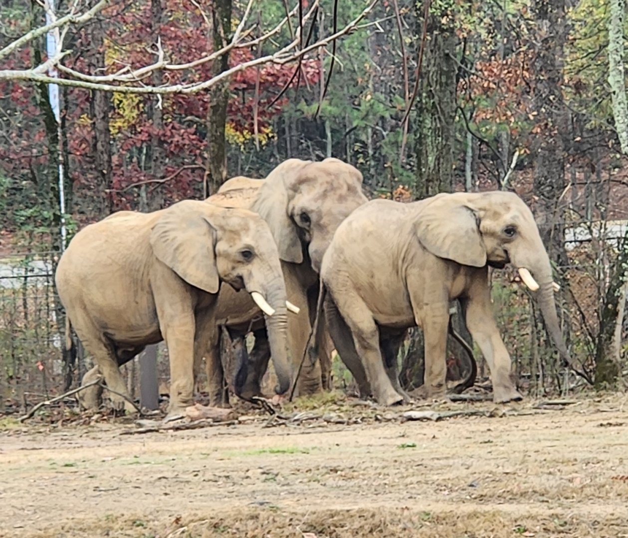Birmingham Zoo - African Elephants