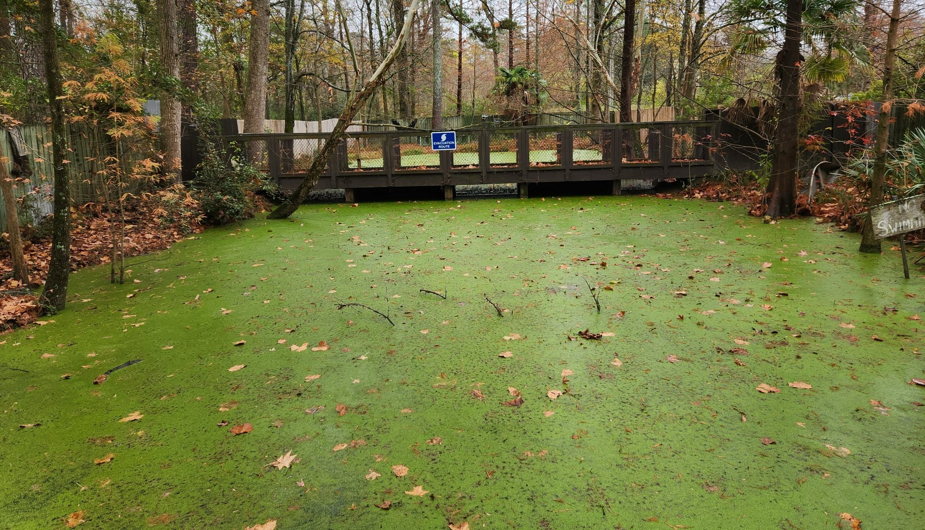 Birmingham Zoo - American Alligator exhibit
