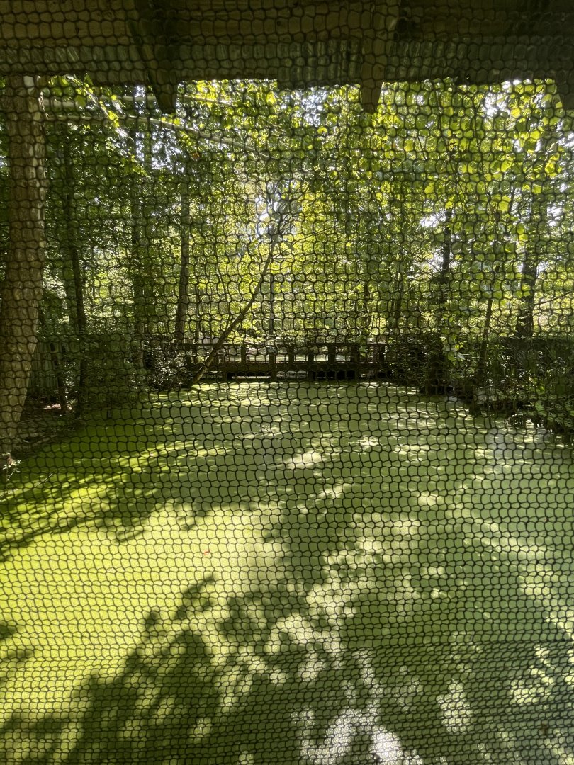 Birmingham Zoo- American alligator exhibit